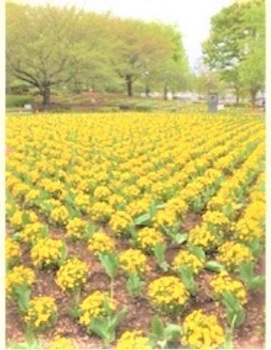 黄色い花が咲く中庭
