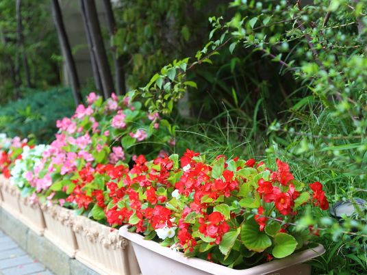 色鮮やかな花が咲く庭