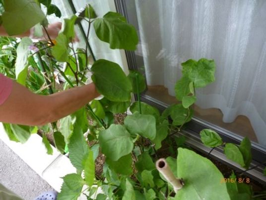 緑の植物に手をかける人