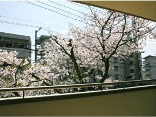 桜を望む窓辺の風景