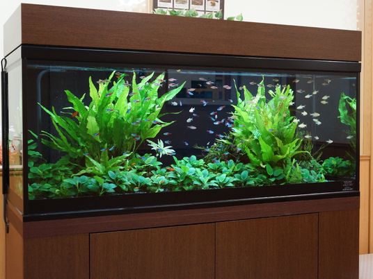 色鮮やかな魚の水槽