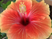 ハイビスカスの花