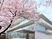 桜並木とモダンな建物