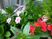 やすらげる中庭の花