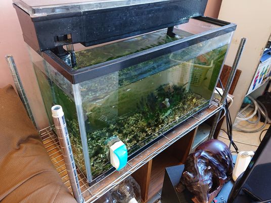 熱帯魚用水槽の室内