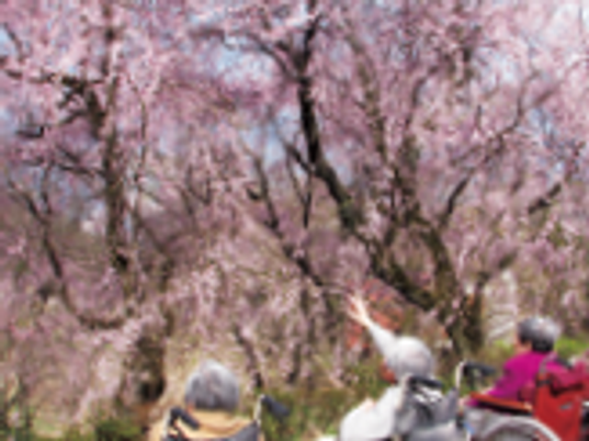 満開の桜の下で