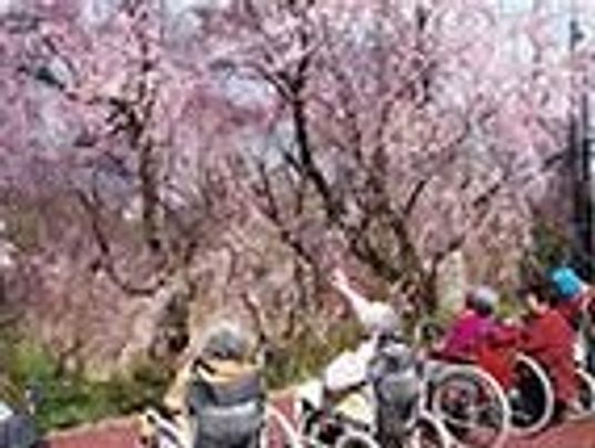 車椅子の利用者と桜並木