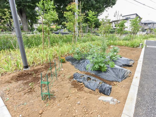 植物がある中庭風景