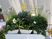色とりどりの植物がある中庭