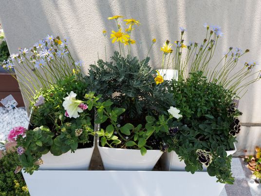 色とりどりの植物がある中庭