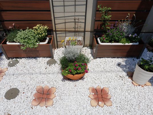 中庭の植物たち