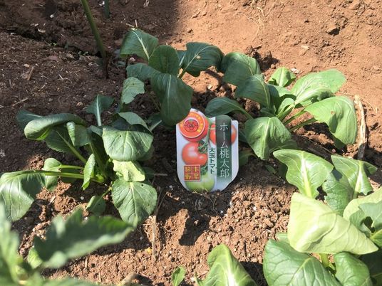 畑で育つ健康野菜
