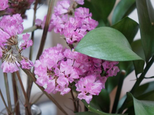 ピンクの花と緑の葉