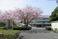 桜のある施設前景