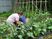 野菜栽培の庭  