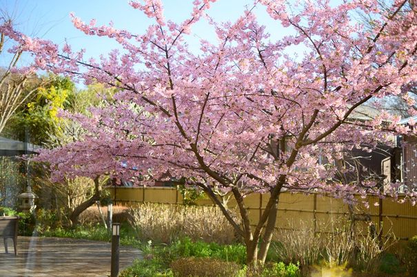 桜の咲く庭