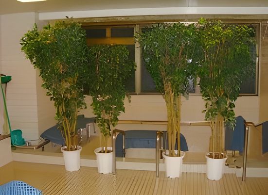 観葉植物と浴室