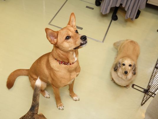  犬二匹の明るい空間 