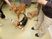  犬と触れ合う施設内の様子  