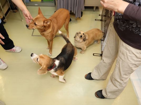  犬と触れ合う施設内の様子  