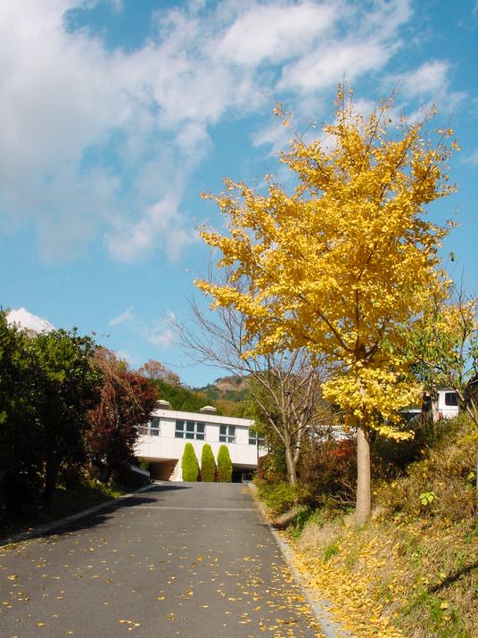 秋の並木と建物の外観