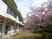 桜が咲く庭