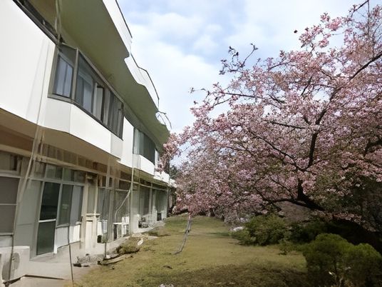 桜が咲く庭