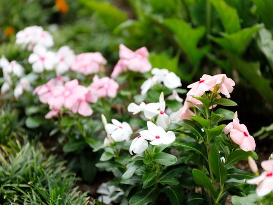 手入れが行き届いた庭の花