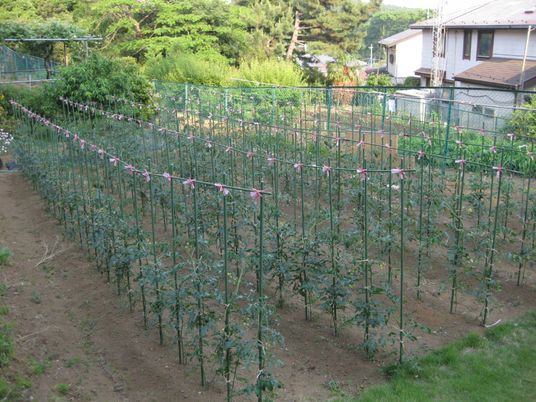 整備された菜園