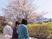 春の中庭に咲く桜