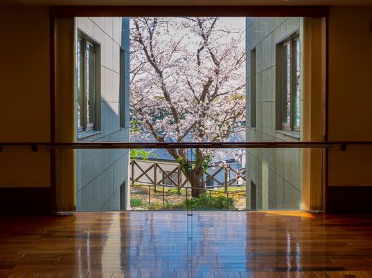 桜見える明るい廊下