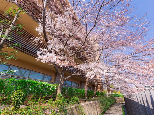 桜と建物の外観