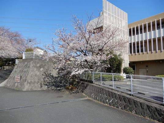 桜のある施設外観