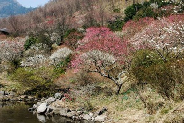 色とりどりの花木の庭
