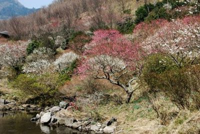 色とりどりの花木の庭