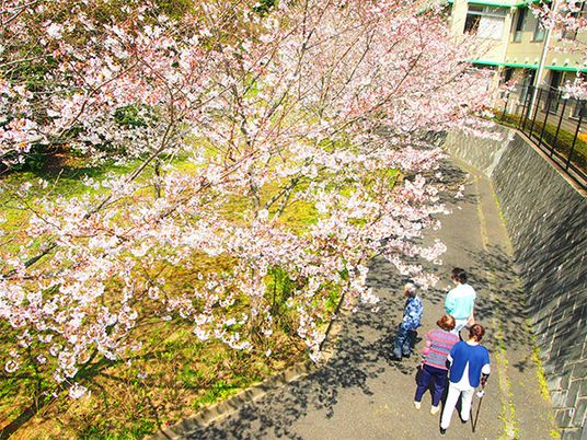 満開の桜並木道  