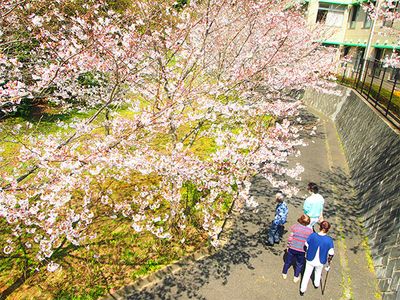 満開の桜並木道