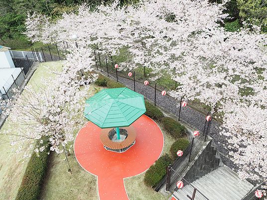 桜が咲く中庭