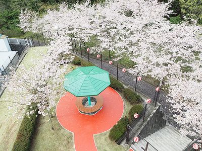 桜が咲く中庭