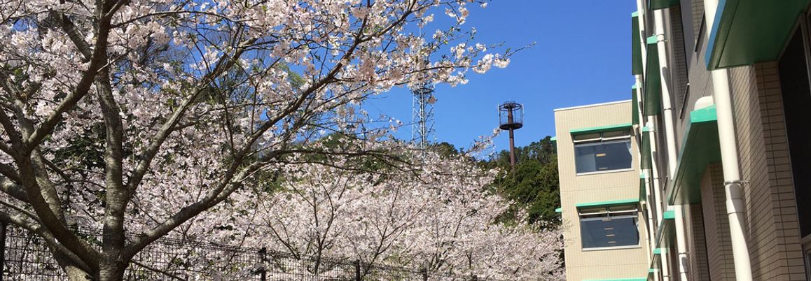 桜が咲く庭