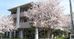 桜に囲まれた建物外観