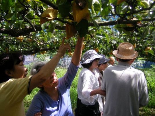 屋外で植物の手入れをする人々