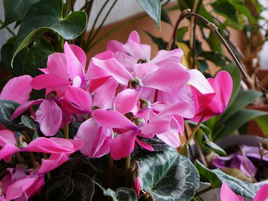 ピンクの鮮やかな花