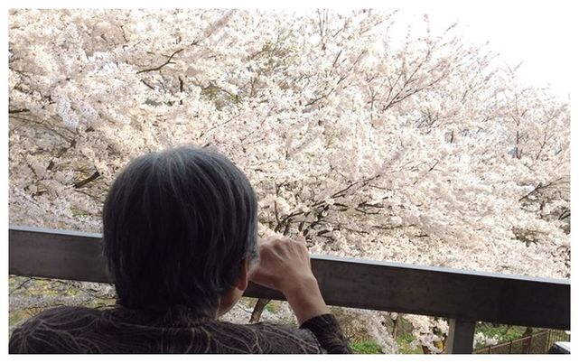 桜を見つめる人