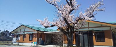 桜の木と建物の外観