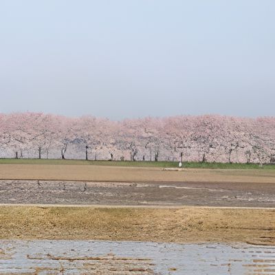 桜並木の外観