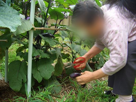 野菜を収穫する庭
