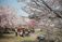 桜の木々と人々の集まりの庭