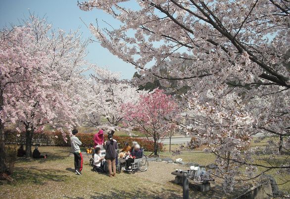 桜の木々と人々の集まりの庭