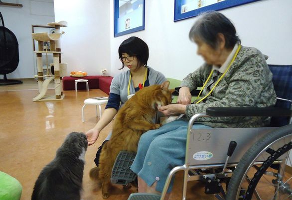 猫と触れ合う部屋